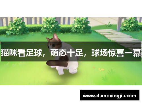 猫咪看足球，萌态十足，球场惊喜一幕